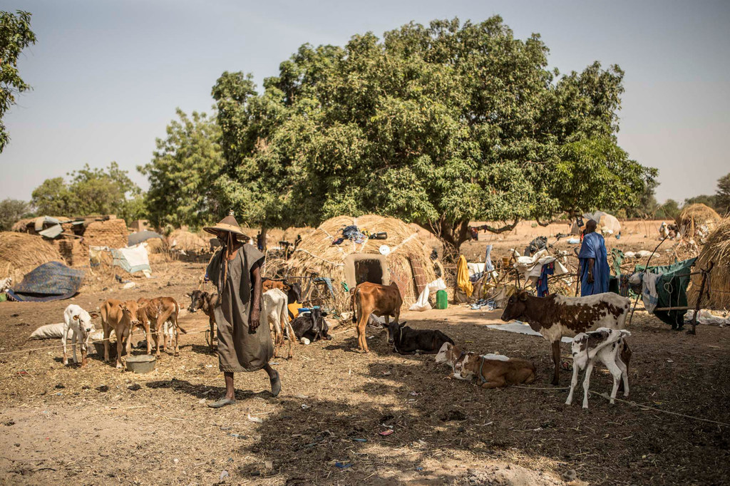 Banguétaba settlement in the Mopti region of Mali, where families from semi nomadic villages who fled violence with their herds are now living.